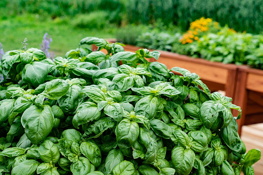 Herb & Plow organic farm produce